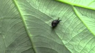 Catinella vermeta (Say, 1829) Suboval Ambersnail