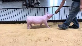 26-8 Chester boar
