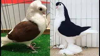 Top Six Fancy Pigeon Breeds Video With Standard And Information