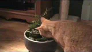 Foodsafe Cat Fountain or Home Decor Fountain - Thirsty Cat Fountains