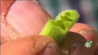 Mala cosecha de garbanzos por las lluvias