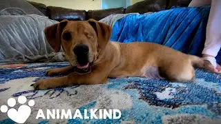 Dog with one eye, two legs is town celebrity | Animalkind