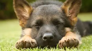 PUPPY TRAINING TIPS, HOW THEY LEARN - COLIN TENNANT MA