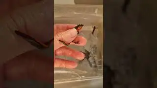 Paramesotriton deloustali at Meiling Exotic Pet Shop