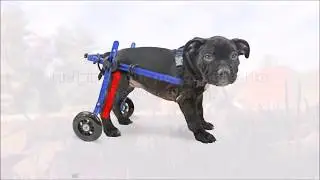 Walkin' Wheels MINI Wheelchair Instructional Video