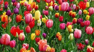 Beautiful Colorful Flowers || Nature- Flower