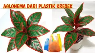 Aglonema Dari Kantong Kresek//Tanaman hias dari plastik kresek//bunga dari kresek #Aninditahandmade