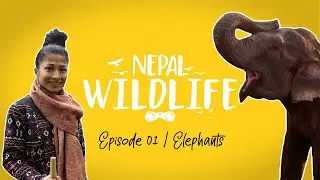 Nepal Wildlife | Episode : 01 | Elephants | My First Hatti Experience