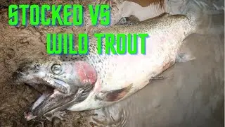 STOCKED vs WILD TROUT - fly fishing