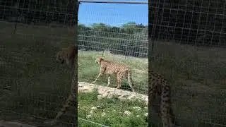 San Antonio, Texas! #texas #sanantonio #wildlife #ranch #austin #paradiseliveplay #liveplay #cheetah