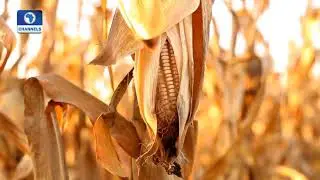 Impact Of Post Harvest Loss & Solutions Pt.2 |Earthfile|