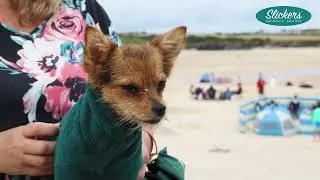No more wet dog shake off, no more back breaking drying of soggy dogs and no more towels!