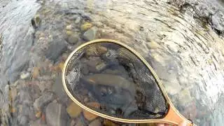 Nice cuttbow