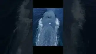 Is the Whale the biggest fish in the world?#shorts