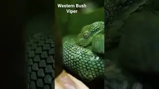 Western Bush Viper #snake #biology #viper