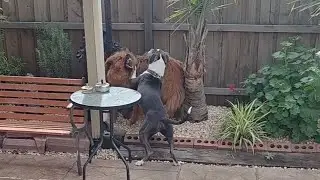Roadie the AmStaff Socialisation Session with Two Tibetan Mastiff's