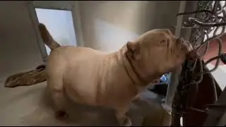 Pittie Swells With Fluid&mdash;If Her Condition Doesn&rsquo;t Kill Her, Her 2pm Deadline Will [STORY BELOW]