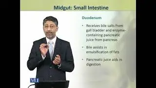 Midgut: Small Intestine | Physiology (Theory) | ZOO519T_Topic109