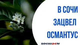 В Сочи зацвёл османтус