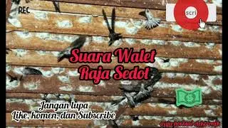 Suara Walet ‼️ Raja Sedot 