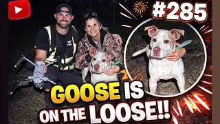 #285 GOOSE On The LOOSE..Until Florida Pet Recovery Arrived!