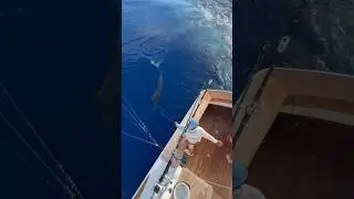 7/7 GULF COAST MARLIN 🎣 #METALMASHERSPORTFISHING #OFFSHOREFISHING #BLUEMARLIN #METALMASHER #GULF