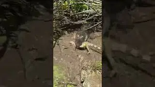 Alligator eats iguana!!
