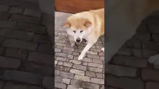 FUJI -piesek rasy Akita Japońska, hodowla Happy Kasper