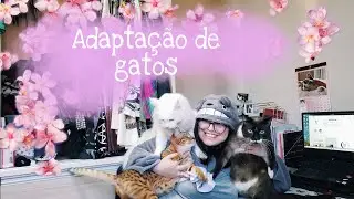 Adapta&ccedil;&atilde;o de gatos com Feliway Friends