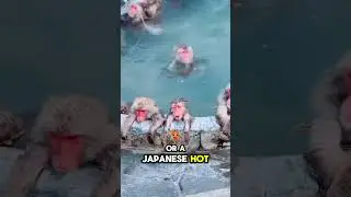 Monkeys Take Over Japanese Hot Springs for the Ultimate Spa Day! 🐒💦🧖&zwj;♂️ #shortsfeed #short #fyp