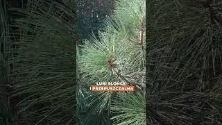 Sosna Jeffreya &lsquo;Joppi&rsquo; 🌲💚 Elegancja i żywiczny zapach w Twoim ogrodzie!