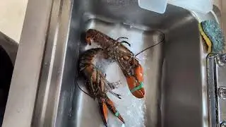 Lobster cleaning