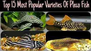 Top 15 Most Popular Varieties Of Pleco Fish |Types Of Sucker Fish | Rare & Expensive |Crocodile Fish