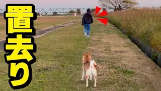 柴犬が散歩中に娘に置き去りにされた結果…