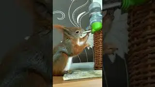 A Squirrel Drinking Water