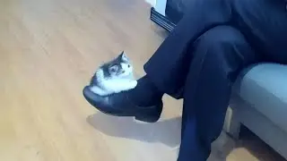 Kittens are the sweetest creatures in the Universe ❤️