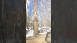 💕aspen trees one of the largest living organism beautiful  #colorado #aspentrees #snowcountry