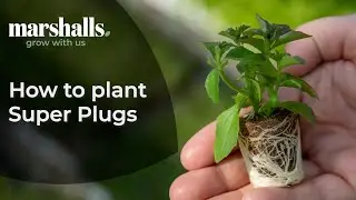 How to plant Super Plugs
