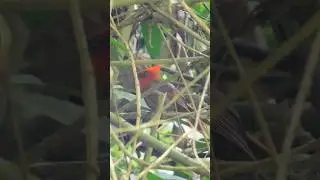 Ave Habia cristata 📸🌳❣️ #colombia #birds #nature #beautiful #animals #wildlife #video #relaxing #red