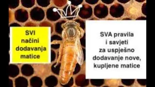 3 savjeta+tajna i 2 načina dodavanja nove kupljene matice u društvo bez matice🍯osnove pčelarstva2025
