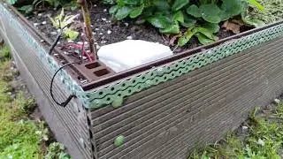 Spos&oacute;b na ślimaki. Pastuch elektryczny 9V.