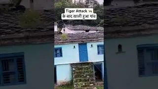 Taya Village Marchula Jim Corbett National Park | Jim Corbett Tiger Attack #shorts #wildnature