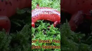 Learn more about this brilliant LUNGLESS salamander in complete wide screen video!