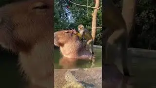 The Definition Of Chill A Capybara Hosts A Monkey Party On Its Back Without Moving
