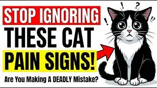 STOP Ignoring These Cat PAIN Signs!