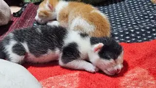Most viral video online. Cute video of mommy cat and her kittens. Like, share, comment, subscribe.