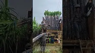 Sugarcane Harvest: Workers Load Truck with Freshly Cut Cane