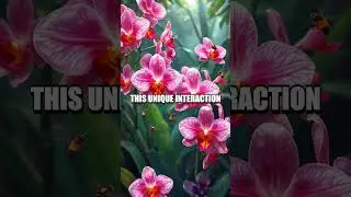 Unraveling the Mystery of Orchid Pollination