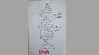 How to draw diagram of Human DNA / Find The New Art