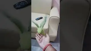 Parrot Flying Training | Hand Tame Parrot training | #parrottraining #flying #mithu #scopin